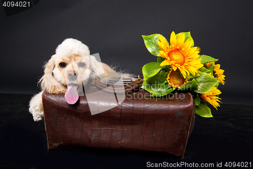 Image of Cocker Spaniel