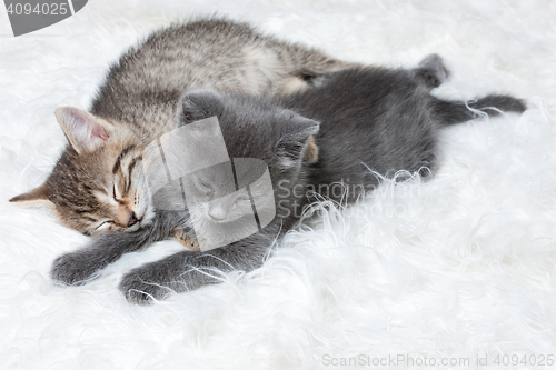 Image of Little Kittens Sleeping