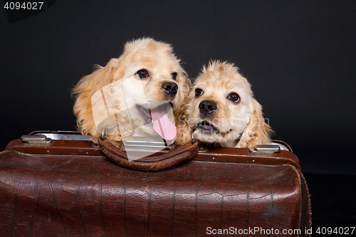 Image of Cocker Spaniel