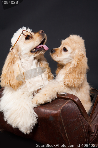 Image of Cocker Spaniel