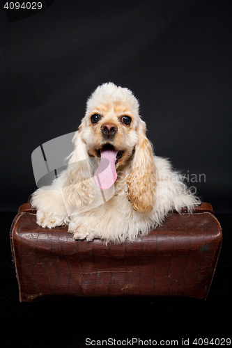 Image of Cocker Spaniel