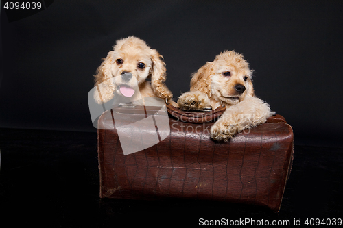 Image of Cocker Spaniel