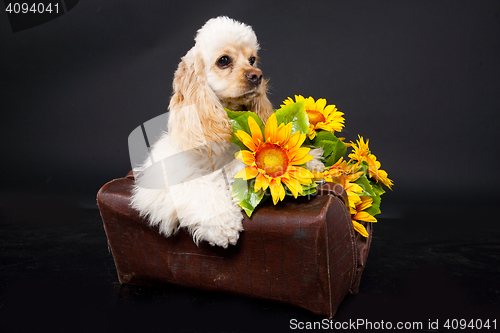 Image of Cocker Spaniel