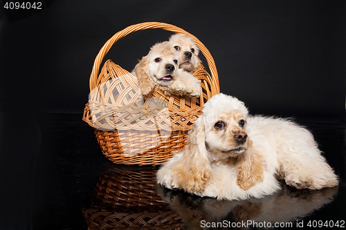 Image of Cocker Spaniel