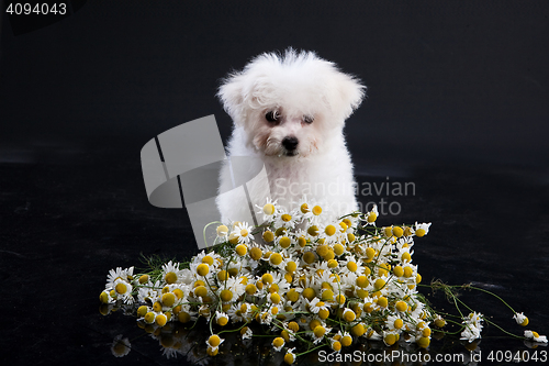 Image of Little Maltese Dog