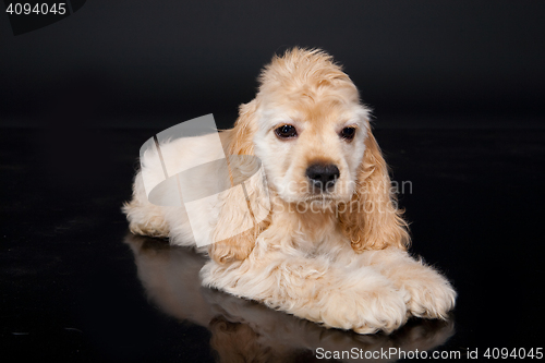 Image of Cocker Spaniel