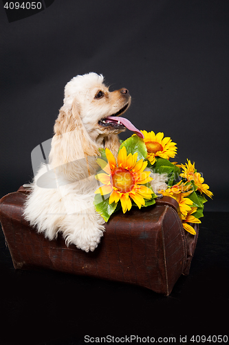 Image of Cocker Spaniel