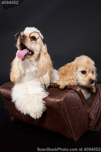 Image of Cocker Spaniel