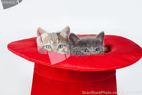 Image of Little Kittens In A Red Hat