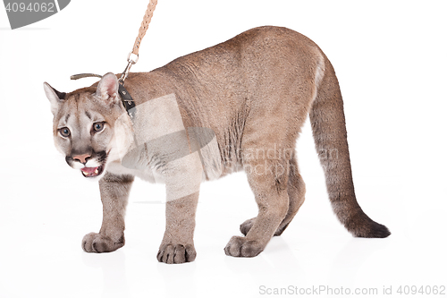 Image of Puma