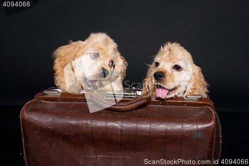 Image of Cocker Spaniel