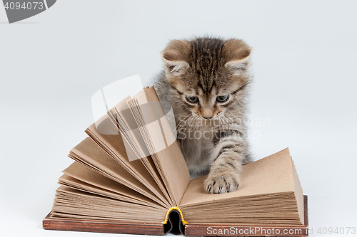 Image of Little Kitten Reading Book