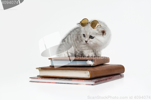 Image of Kitten And Books