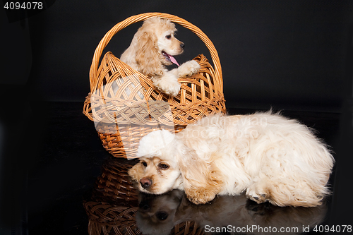 Image of Cocker Spaniel