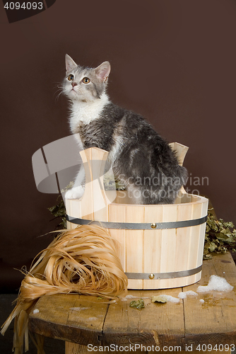 Image of Cat In The Bath