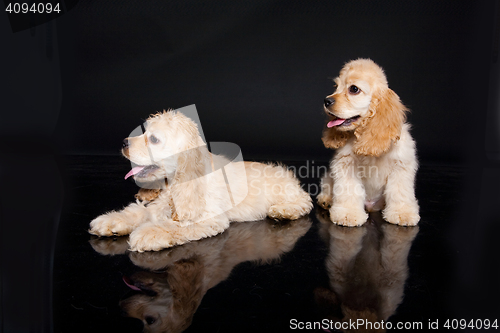 Image of Cocker Spaniel