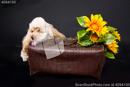 Image of Cocker Spaniel