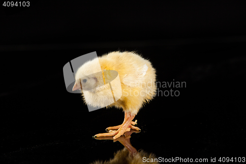 Image of Little Yellow Chicken