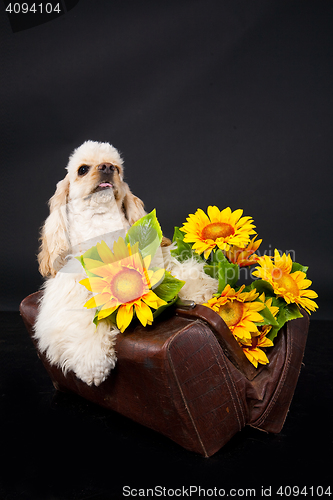 Image of Cocker Spaniel