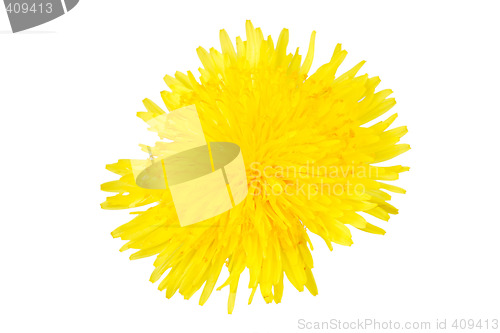 Image of Dandelion flower