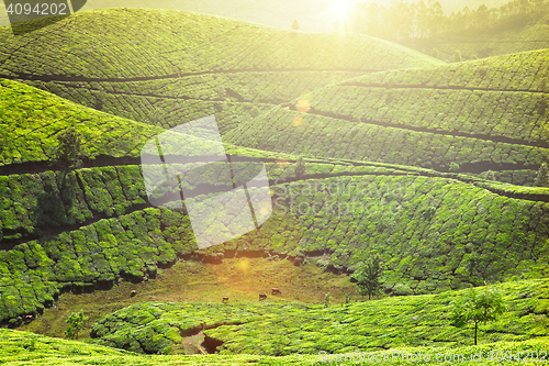 Image of Tea plantations