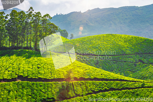 Image of Tea plantations