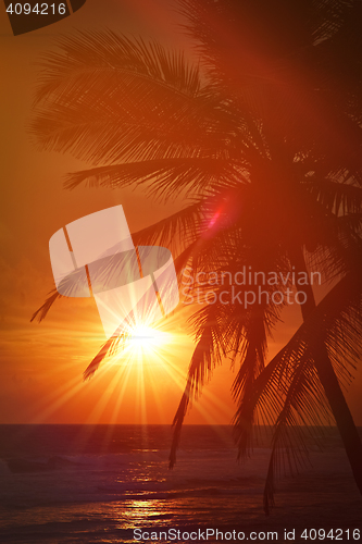 Image of Tropical sunset scene with palms