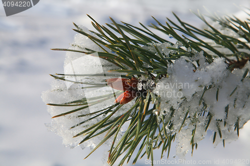 Image of branches of fir tree with snow