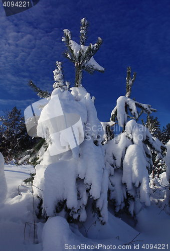 Image of fir tree strewn lightly with snow