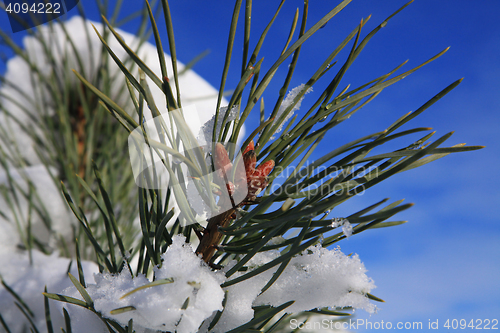 Image of branches of fir tree strewn lightly with snow