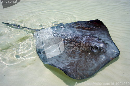 Image of   fish in the  blue lagoon relax  of sian kaan  mexico