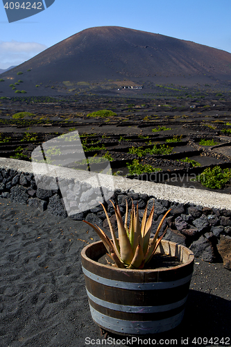 Image of cactus  viticulture  winery lanzarote  