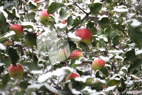 Image of  Apple apples  under the snow