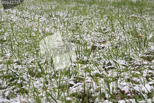 Image of  green grass under white snow