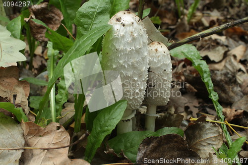 Image of  Mushroom Coprinus comatus