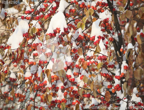 Image of Apple apples  under the snow