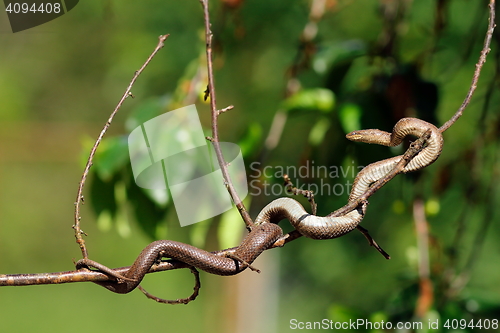 Image of smooth snake climbing on tree branch
