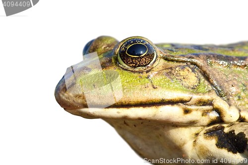 Image of isolated portrait of common marsh frog