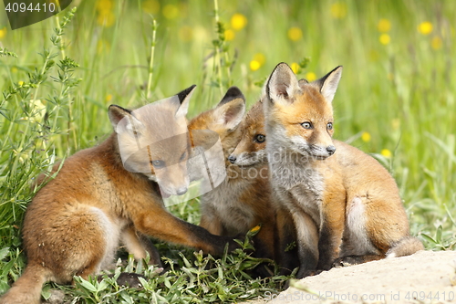 Image of family of young foxes