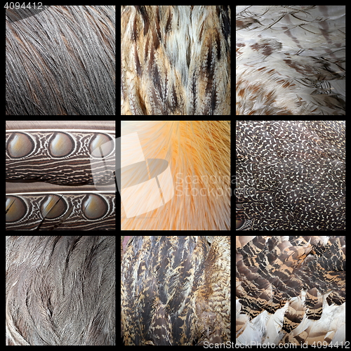 Image of wild birds feathers collection