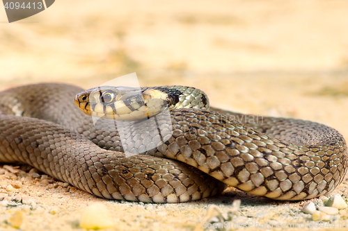 Image of grass snake close up