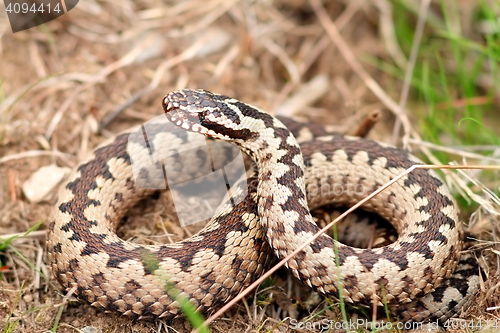 Image of male european common adder