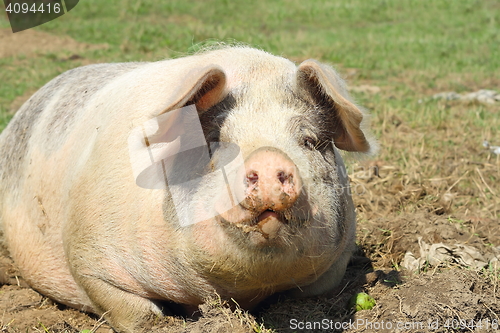 Image of closeup of huge sow