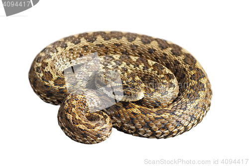 Image of Vipera ursinii over white