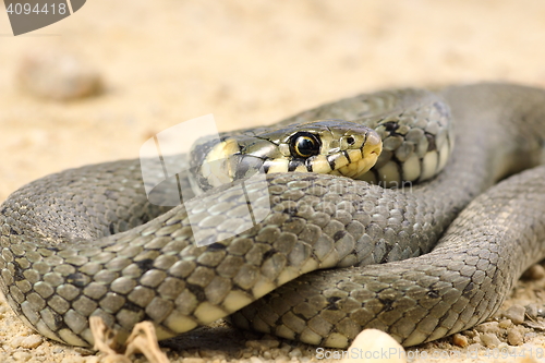 Image of detail of grass snake