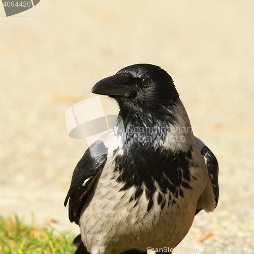 Image of portrait of hooded crow