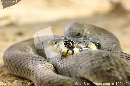 Image of close up of grass snake