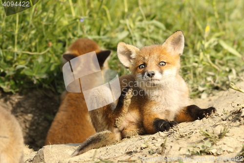 Image of european fox cubs