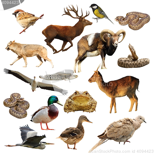 Image of wildlife collection over white