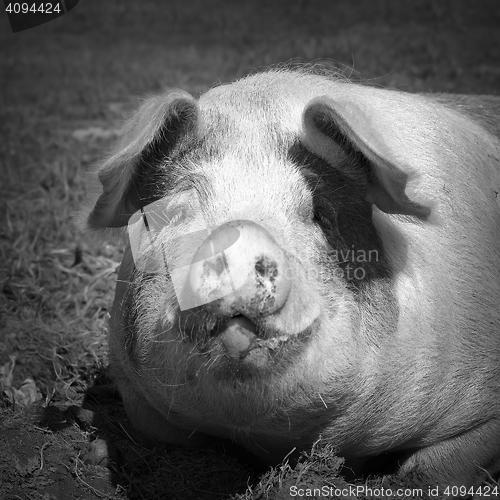 Image of black and white portrait of domestic pig